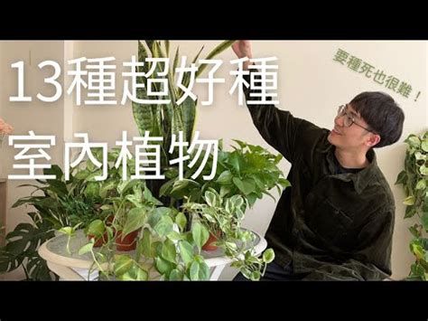 最好種的植物|新手必收！最容易種植的室內植物推薦 